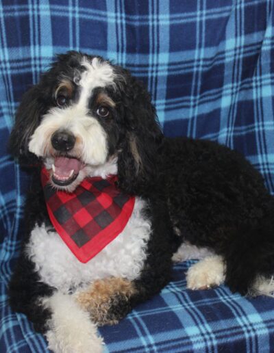 a dog sitting on chair