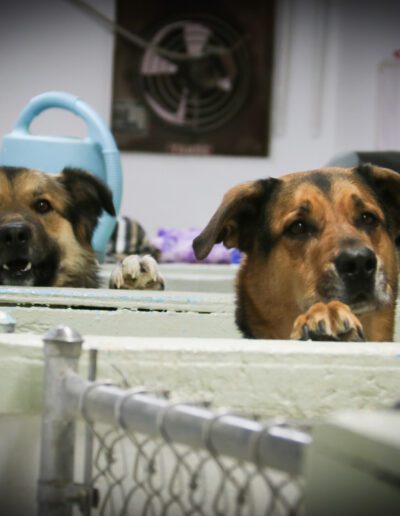 dogs in the pet daycare