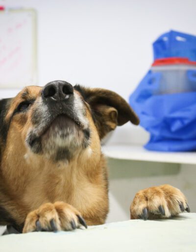 happy dog in a pet daycare